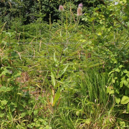 Wilde Karde / Dipsacus fullonum