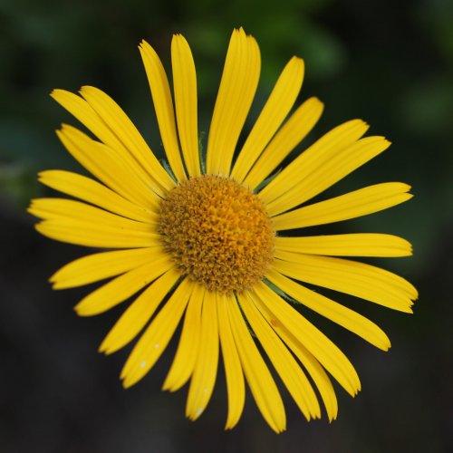 Clusius Gämswurz / Doronicum clusii