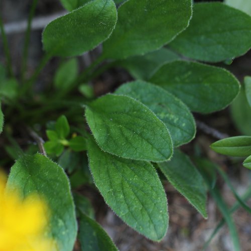 Clusius Gämswurz / Doronicum clusii