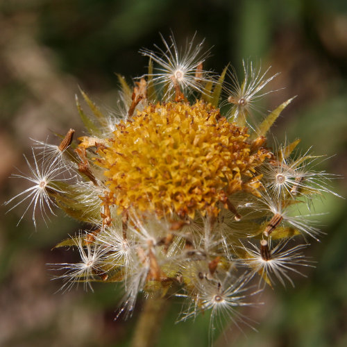 Clusius Gämswurz / Doronicum clusii