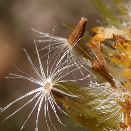 Clusius Gämswurz / Doronicum clusii