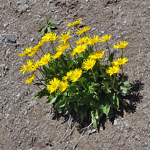 Clusius Gämswurz / Doronicum clusii