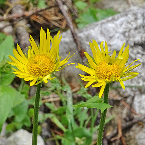 Herzblättrige Gämswurz / Doronicum columnae