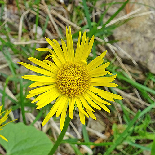 Herzblättrige Gämswurz / Doronicum columnae