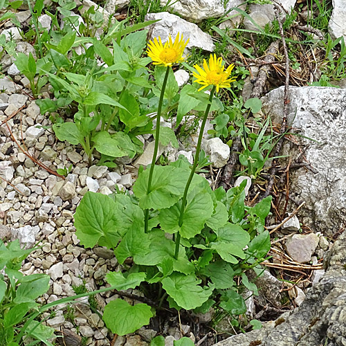 Herzblättrige Gämswurz / Doronicum columnae