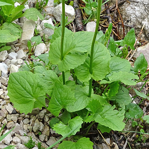 Herzblättrige Gämswurz / Doronicum columnae