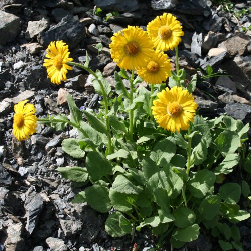 Grossblütige Gämswurz / Doronicum grandiflorum