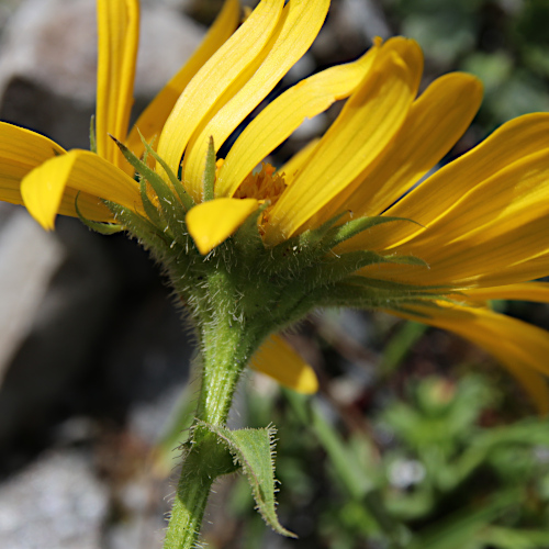 Grossblütige Gämswurz / Doronicum grandiflorum