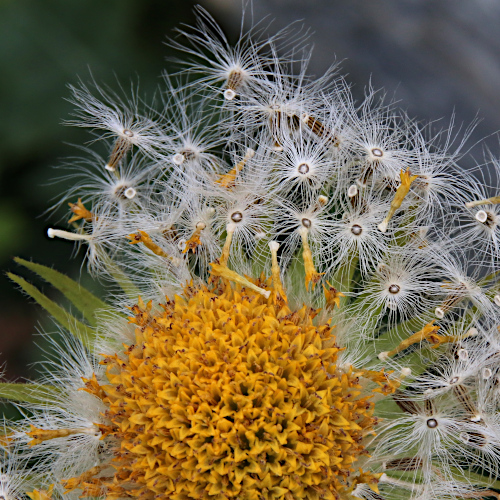 Grossblütige Gämswurz / Doronicum grandiflorum