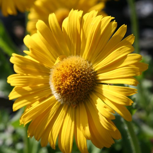 Grossblütige Gämswurz / Doronicum grandiflorum