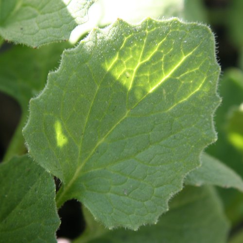 Grossblütige Gämswurz / Doronicum grandiflorum