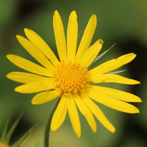 Kriechende Gämswurz / Doronicum pardalianches