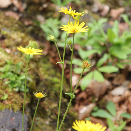 Kriechende Gämswurz / Doronicum pardalianches