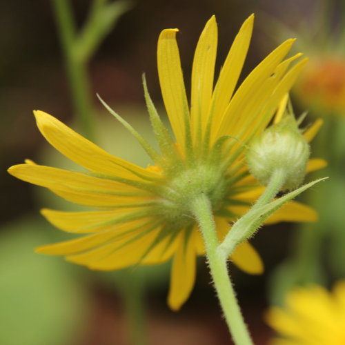 Kriechende Gämswurz / Doronicum pardalianches