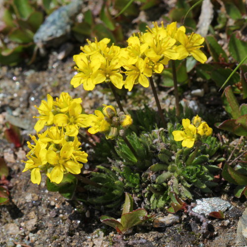 Immergrünes Felsenblümchen / Draba aizoides