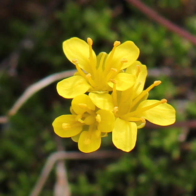 Immergrünes Felsenblümchen / Draba aizoides