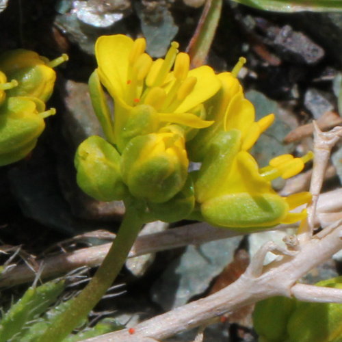 Immergrünes Felsenblümchen / Draba aizoides