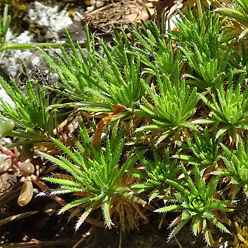 Immergrünes Felsenblümchen / Draba aizoides