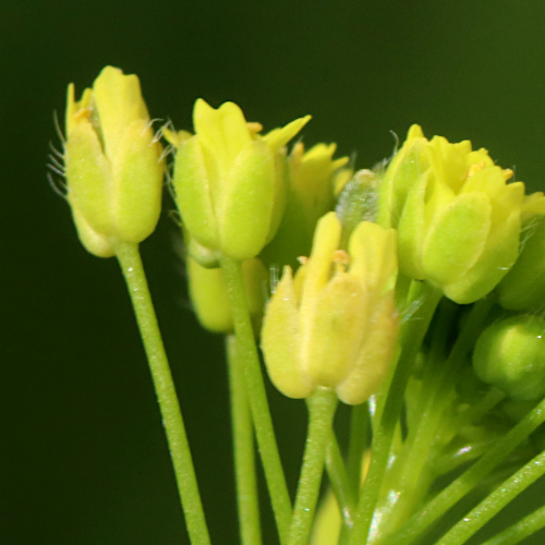 Hellgelbes Felsenblümchen / Draba nemorosa