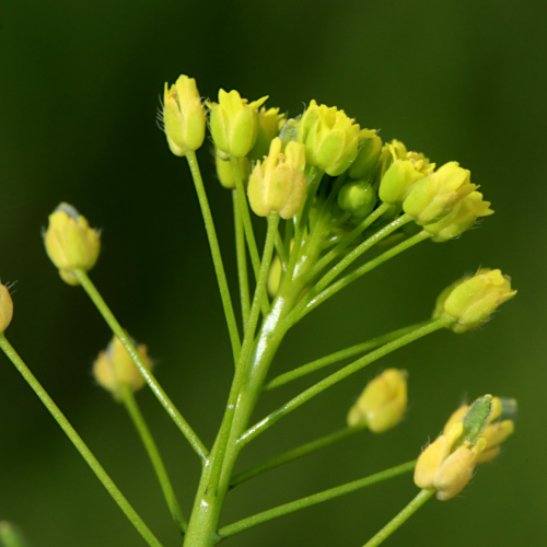 Hellgelbes Felsenblümchen / Draba nemorosa