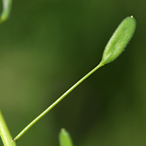 Hellgelbes Felsenblümchen / Draba nemorosa