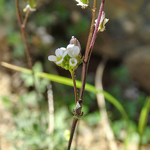 Kärntner Felsenblümchen / Draba siliquosa