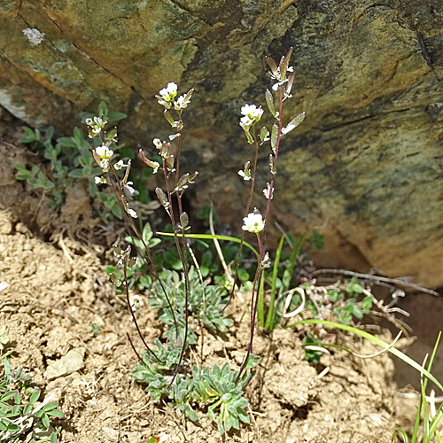 Kärntner Felsenblümchen / Draba siliquosa