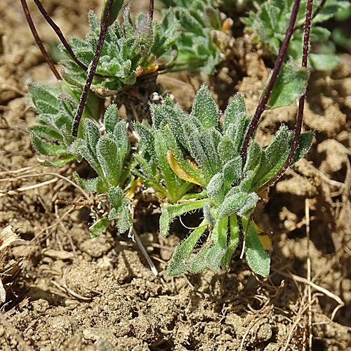 Kärntner Felsenblümchen / Draba siliquosa