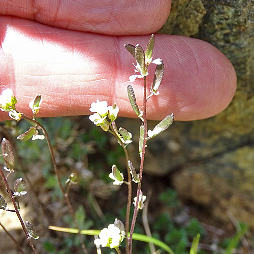 Kärntner Felsenblümchen / Draba siliquosa