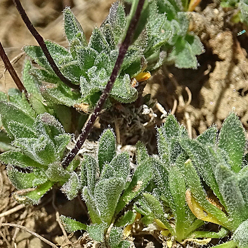 Kärntner Felsenblümchen / Draba siliquosa