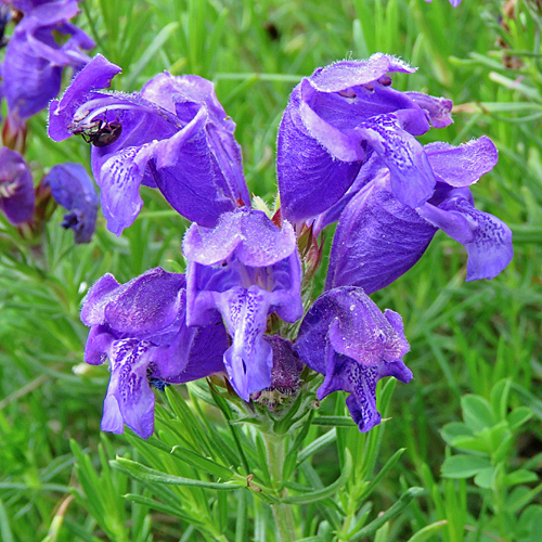 Österreicher Drachenkopf / Dracocephalum austriacum