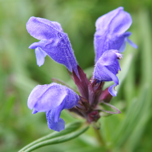 Berg-Drachenkopf / Dracocephalum ruyschiana