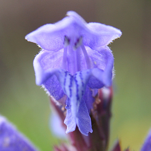 Berg-Drachenkopf / Dracocephalum ruyschiana