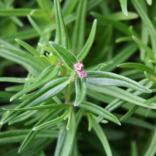 Berg-Drachenkopf / Dracocephalum ruyschiana