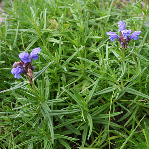 Berg-Drachenkopf / Dracocephalum ruyschiana