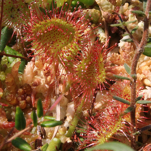 Rundblättriger Sonnentau / Drosera rotundifolia