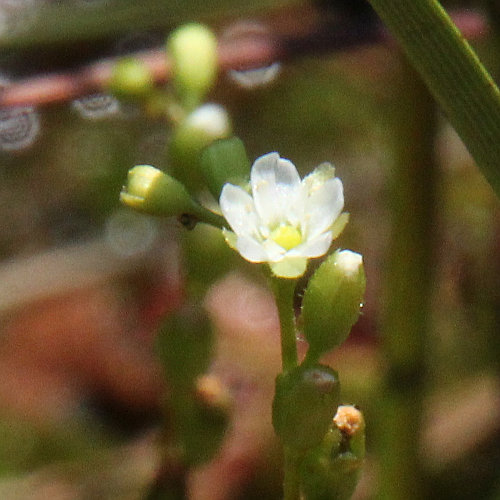 Rundblättriger Sonnentau / Drosera rotundifolia