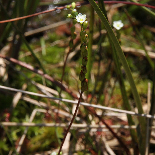 Rundblättriger Sonnentau / Drosera rotundifolia