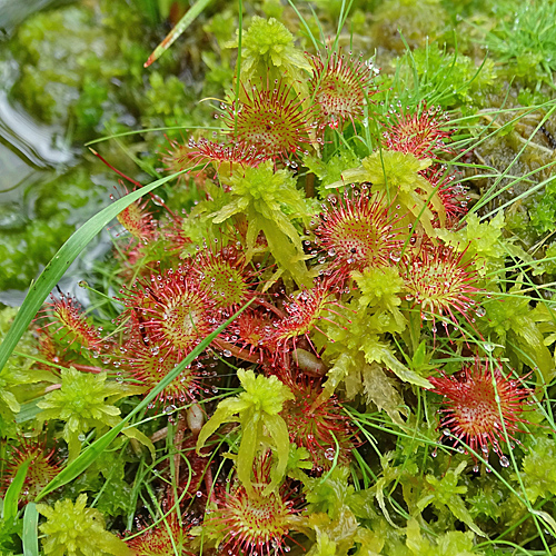 Rundblättriger Sonnentau / Drosera rotundifolia