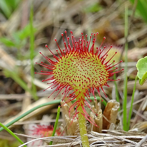 Rundblättriger Sonnentau / Drosera rotundifolia