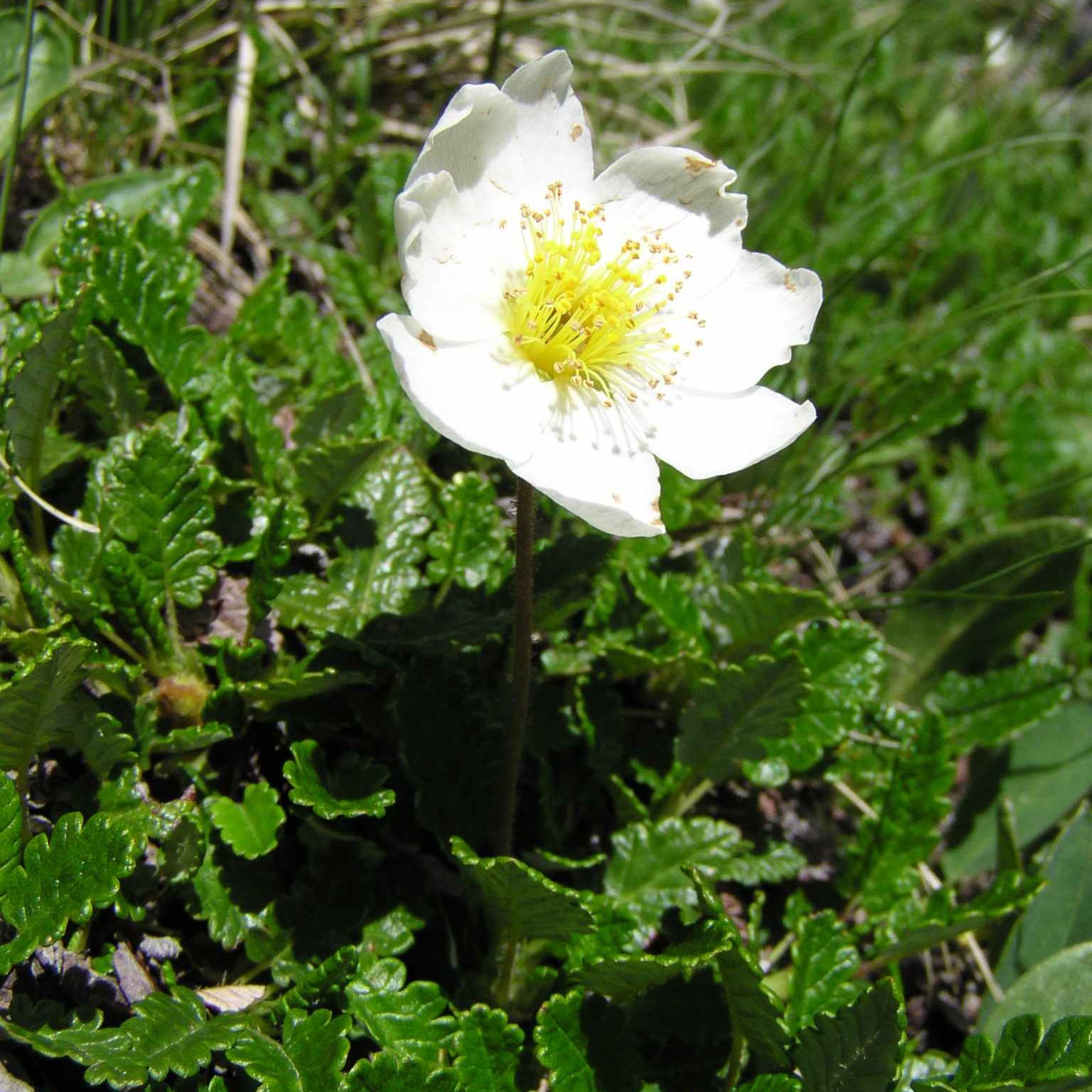 Silberwurz / Dryas octopetala