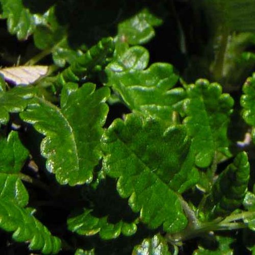 Silberwurz / Dryas octopetala