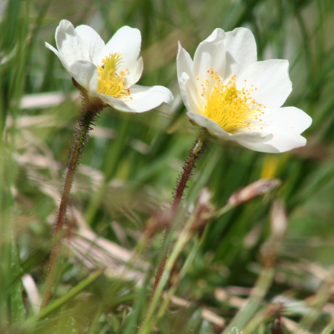 Silberwurz / Dryas octopetala