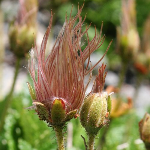 Silberwurz / Dryas octopetala