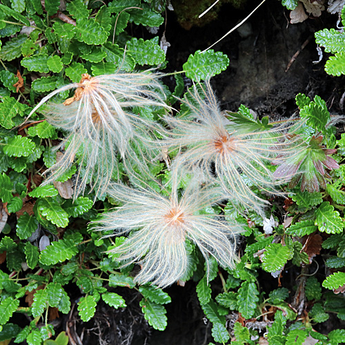 Silberwurz / Dryas octopetala