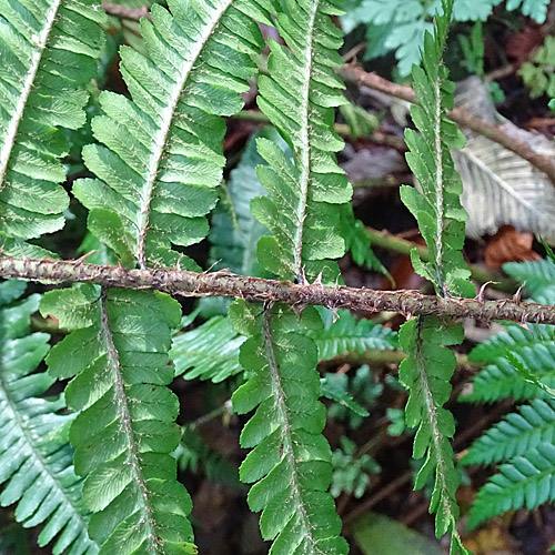 Schuppiger Wurmfarn / Dryopteris affinis