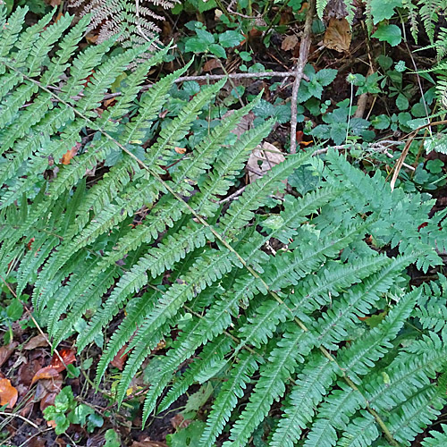 Schuppiger Wurmfarn / Dryopteris affinis