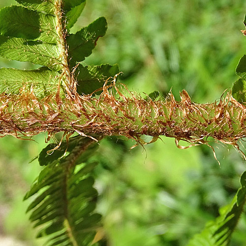 Schuppiger Wurmfarn / Dryopteris affinis