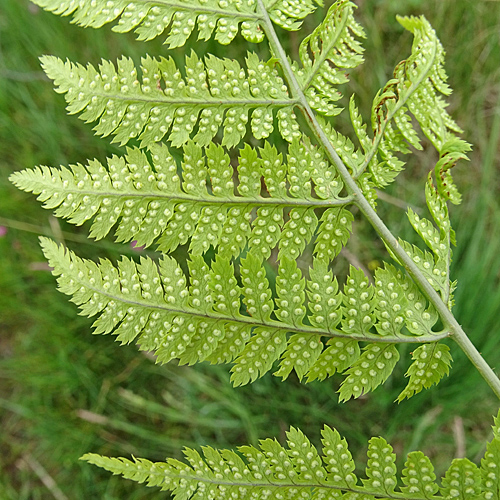 Dorniger Wurmfarn / Dryopteris carthusiana