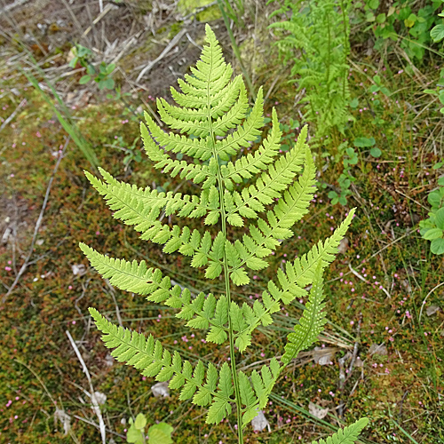 Dorniger Wurmfarn / Dryopteris carthusiana